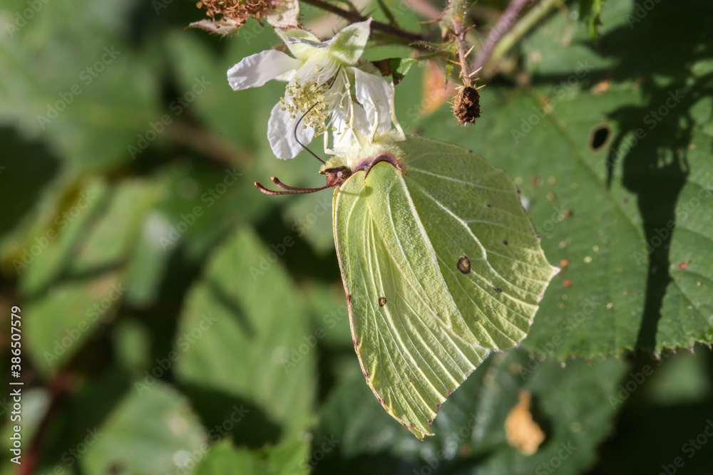 Common brimstone (Gonepteryx rhamni)