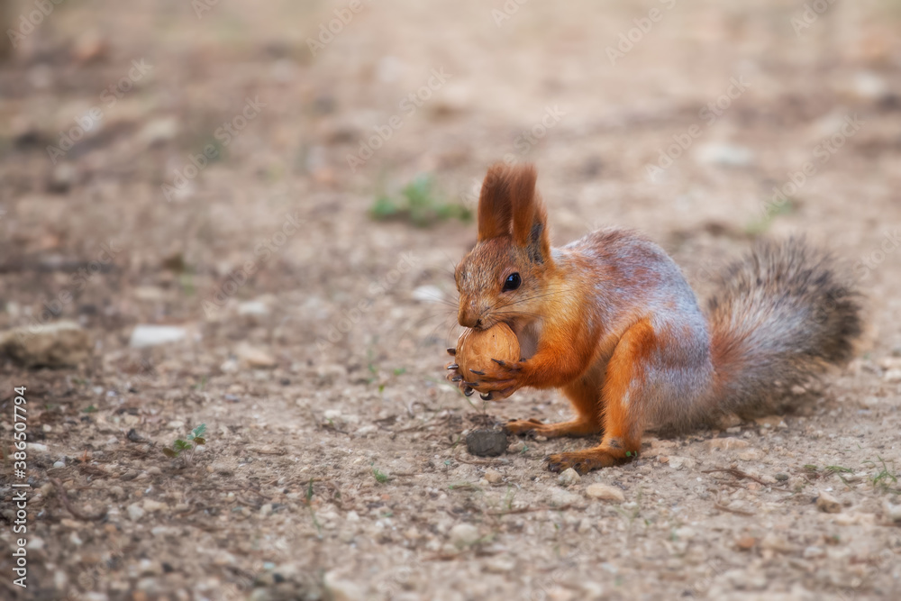 Cute squirrel eating nuts in the Park. Squirrel with a fluffy tail close-up. Cute squirrel eating nuts in the Park. Squirrel with a fluffy tail close-up.