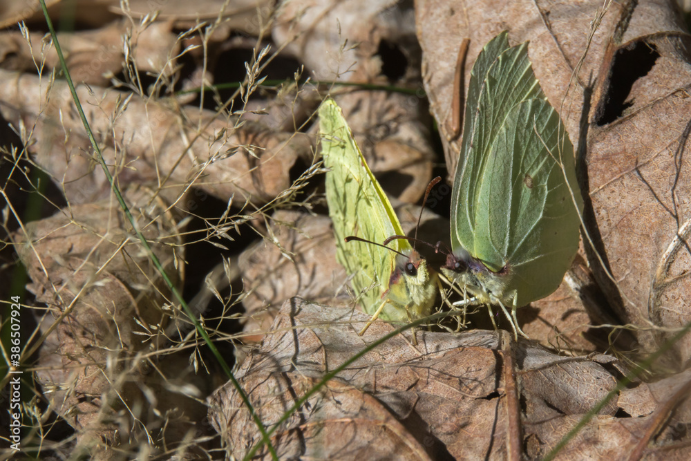 Common brimstone (Gonepteryx rhamni)