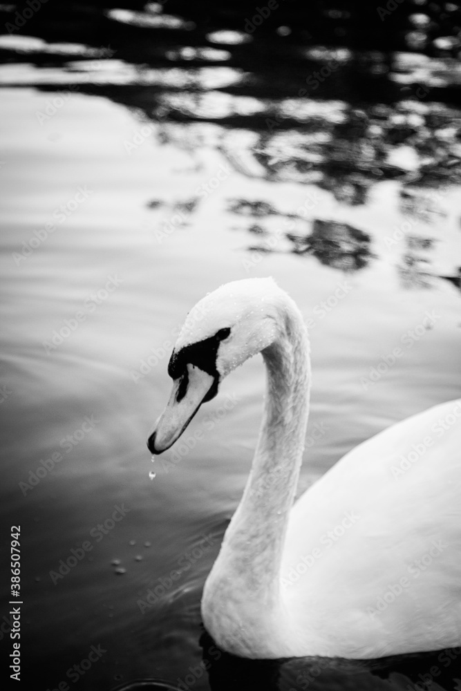 Obraz premium Mute swan, black and white photo of the large white bird. Bird swim in the water and eat some water plants. Diffused black background.