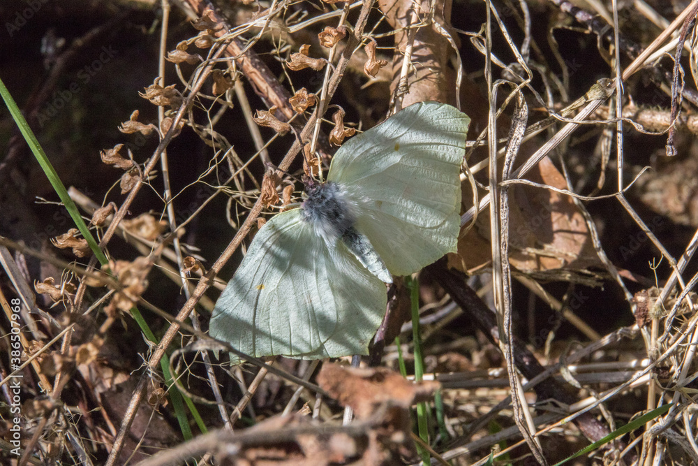 Common brimstone (Gonepteryx rhamni)