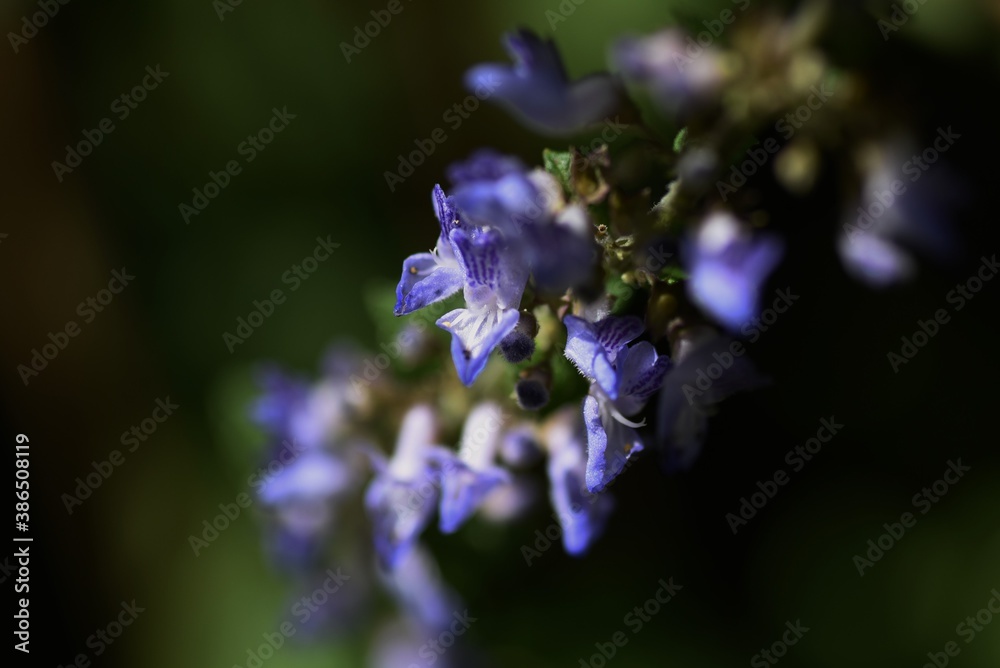 Isodon inflexus flowers / Lamiaceae perennnial plant Isodon inflexus flowers / Lamiaceae perennnial plant