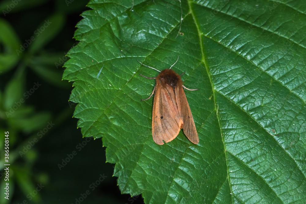 Ruby tiger (Phragmatobia fuliginosa)