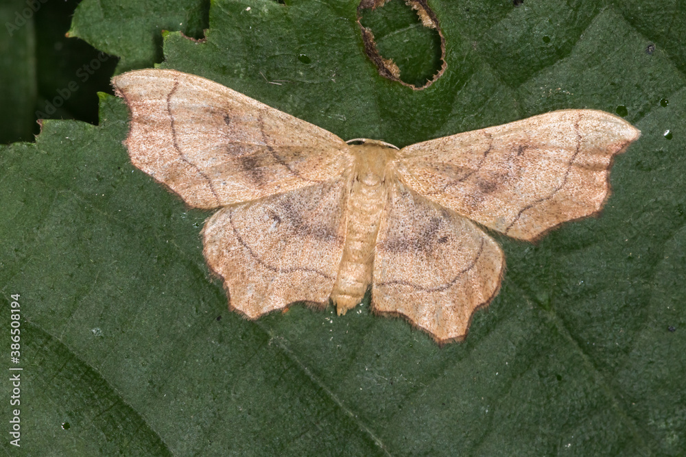 Small scallop (Idaea emarginata)