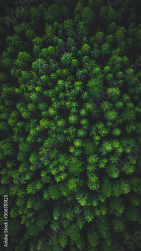forest from above