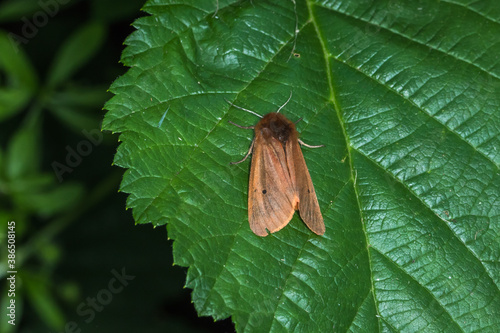 Obraz na płótnie Ruby tiger (Phragmatobia fuliginosa) w salonie