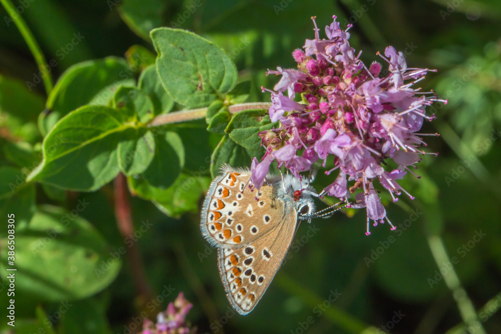 Turquoise Blue (Polyommatus dorylas)