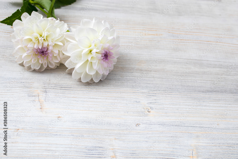 Two white dahlias on a gray backdrop