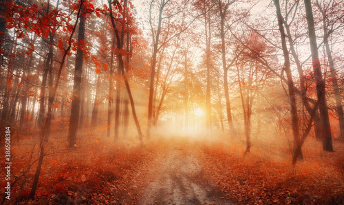 Autumn foggy forest at early morning dawn. Landscape of footpath in dreamy misty forest with sun rays. Autumn colors.