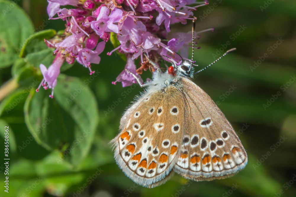Turquoise Blue (Polyommatus dorylas)