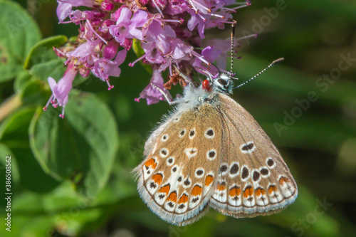 Obraz na płótnie Turquoise Blue (Polyommatus dorylas) w salonie