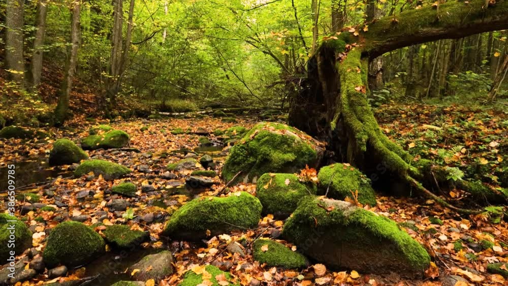 Low angle shot of small forest stream filled with fallen orange color leaves and mossy stones. Autumn nature background video. Camera tilt up movement. Low angle shot of small forest stream filled with fallen orange color leaves and mossy stones. Autumn nature background video. Camera tilt up movement.