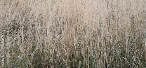 tekstura trawy na łące jesienią 
