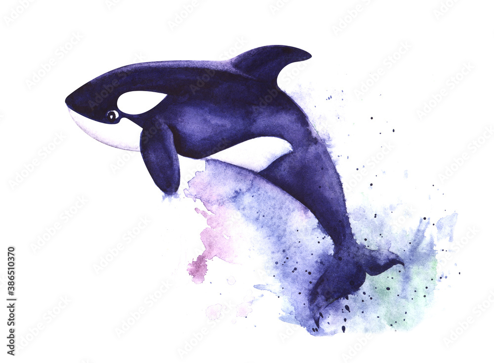 Watercolor image of killer whale on white background with blue paint ...