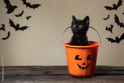 Writeable Halloween consept. Adorable black kitten sitting in halloween trick or treat bucket looking up on palomino background with black bats.