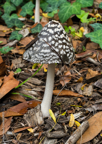 The Magpie Inkcap fungus or Coprinopsis picacea, found in a shady but damp October woodland in France. 