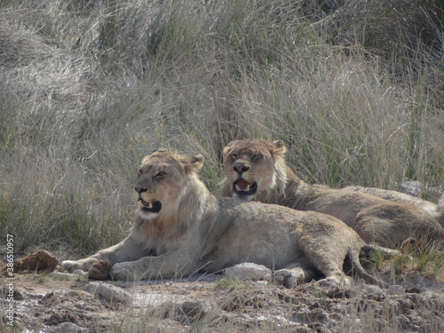Photo of a group of lions