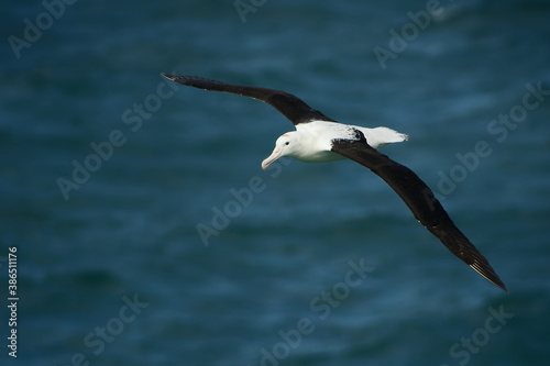 Diomedea sanfordi - Northern Royal Albatross big white bird flying above the blue sea and hunting fish and food in New Zealand near Otago peninsula, South Island