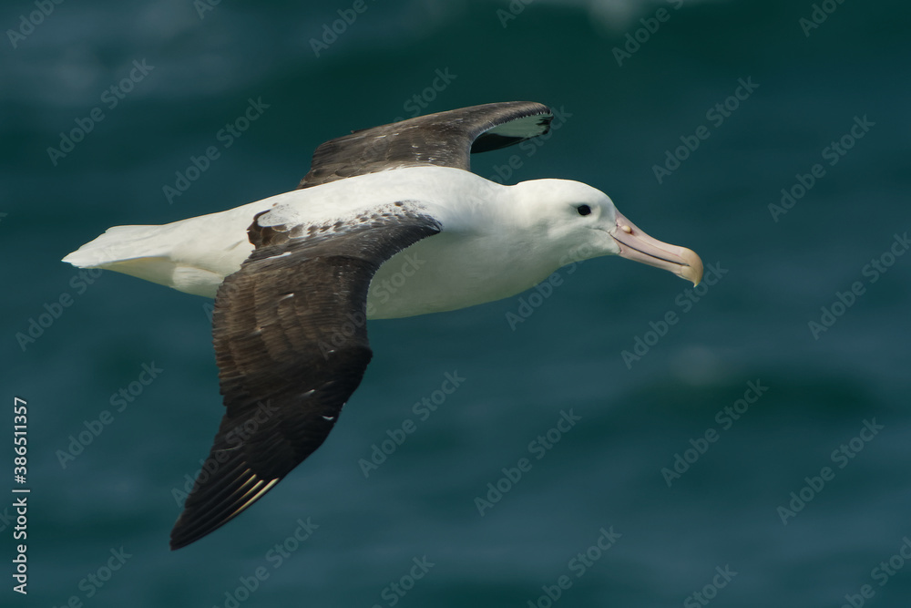 Diomedea sanfordi - Northern Royal Albatross big white bird flying above the blue sea and hunting fish and food in New Zealand near Otago peninsula, South Island Diomedea sanfordi - Northern Royal Albatross big white bird flying above the blue sea and hunting fish and food in New Zealand near Otago peninsula, South Island