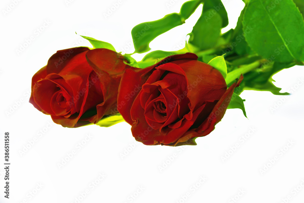 Bouquet of red roses isolate on a white background.