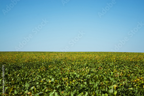 blue cloudless sky over a green field of ripe soybeans