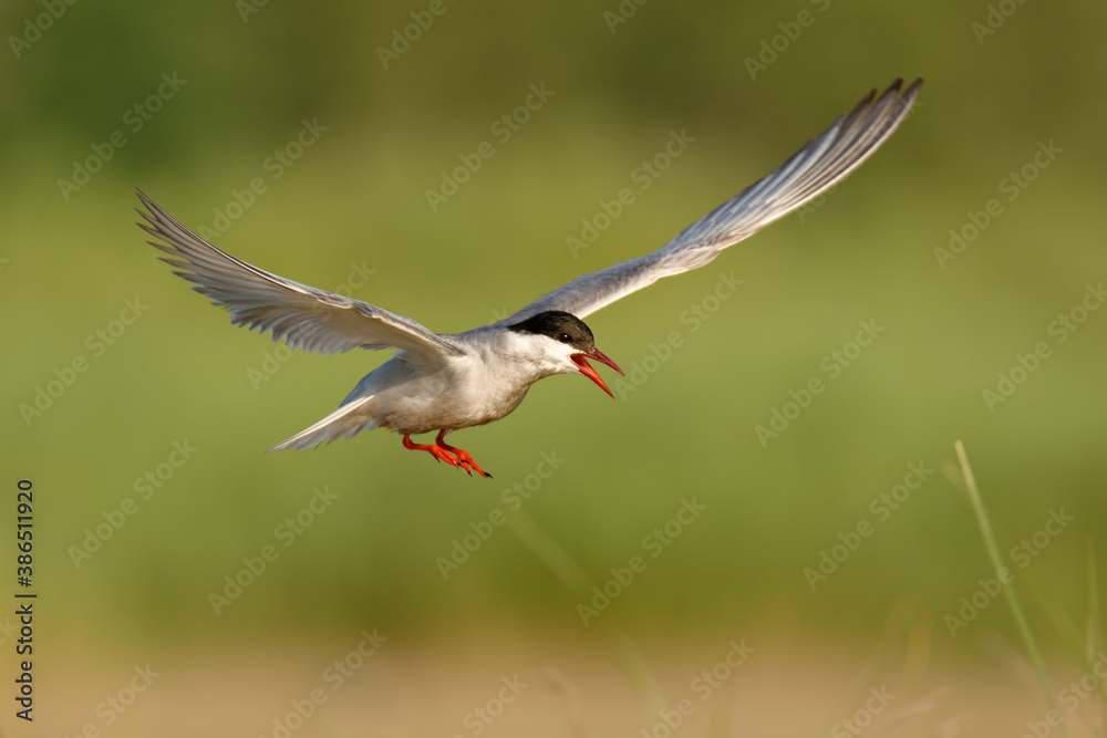 Whiskered Tern (Chlidonias hybrida) white and black bird captured in flight, a tern in the family Laridae, water hunter or fisher Whiskered Tern (Chlidonias hybrida) white and black bird captured in flight, a tern in the family Laridae, water hunter or fisher