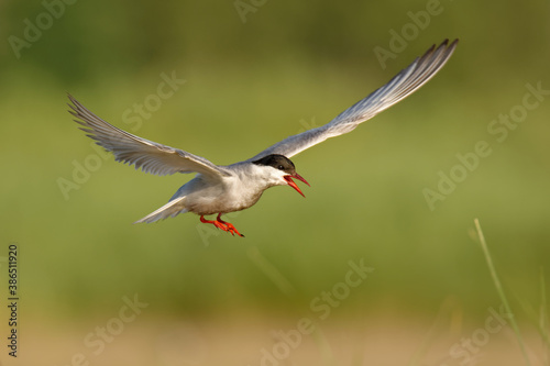 Whiskered Tern (Chlidonias hybrida) white and black bird captured in flight, a tern in the family Laridae, water hunter or fisher © phototrip.cz