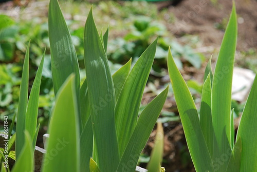 Green calmness of the surrounding world. Green leaves of young iris. The shoots have recently sprouted flowers yet. The leaves are shot in close-up behind them other plants  the ground.