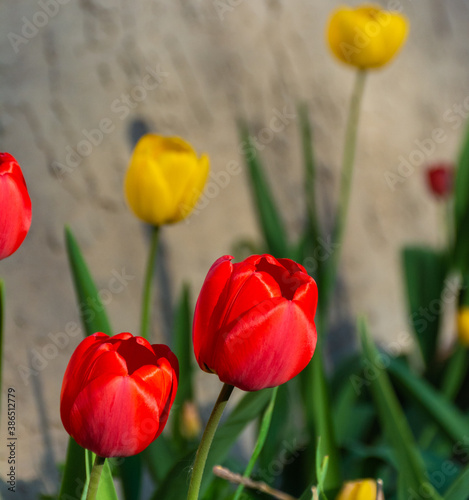 red and yellow tulips with yellow tulips out of focus
