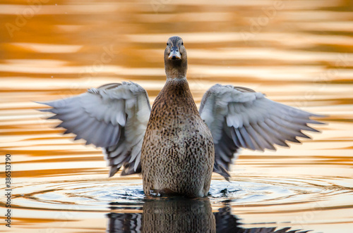 duck in water