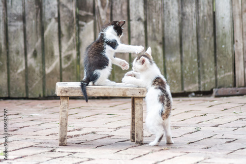 Cute kittens play with each other
