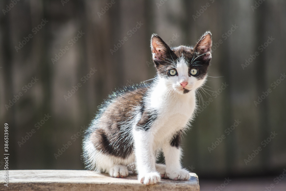 Cute black and white kitten