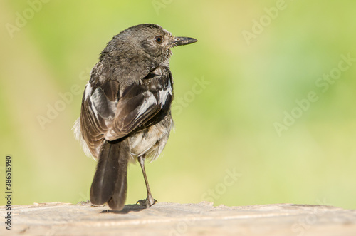 Female magpie Robin