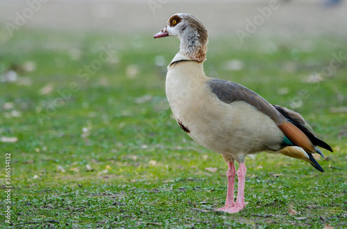 Egyptian goose on the grass