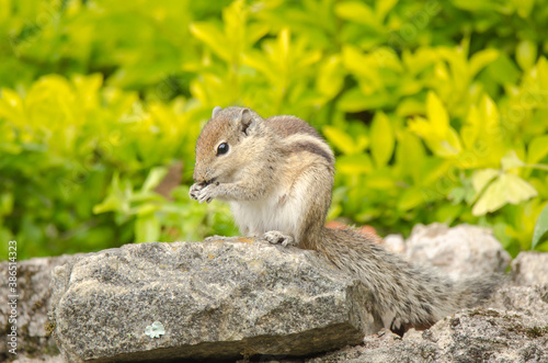 Squirrel  praying and eating