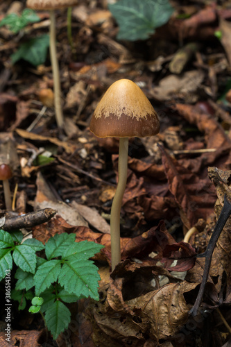 Possibly the Liberty Cap or Psilocybe semilanceata found in very damp woodland in an October France. 