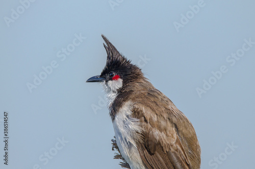 Red whiskered bulbul 