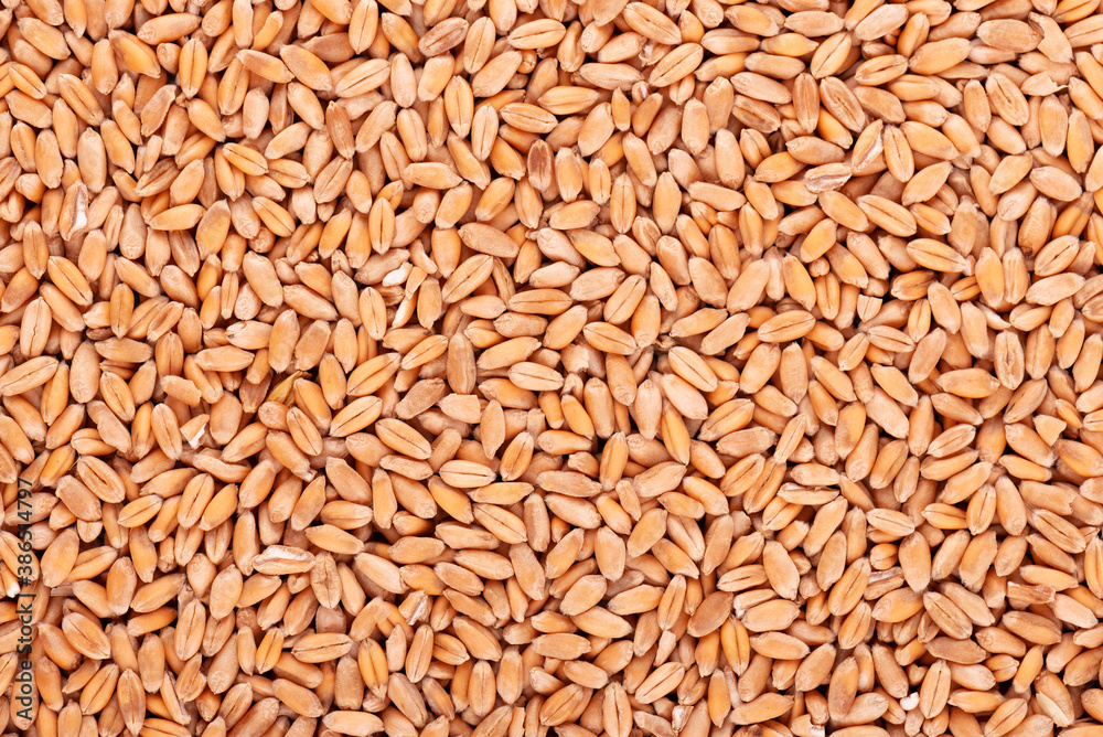 Wheat grains background. Processed organic dry wheat seeds. Wheat grains background. Processed organic dry wheat seeds.
