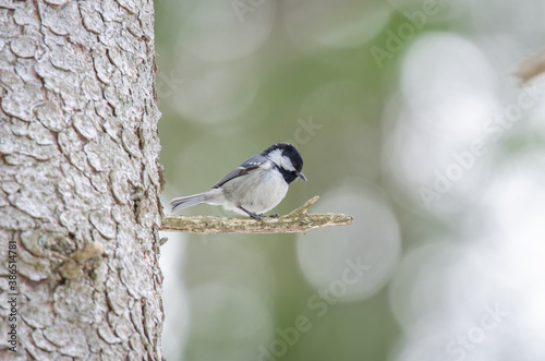 Coal tit on a tree branch