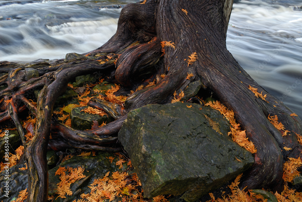 Cedar roots on rocks by river rapids in Fall Cedar roots on rocks by river rapids in Fall