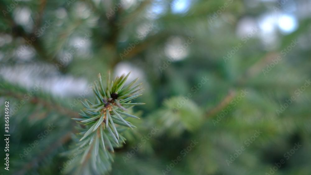 close up of pine needles