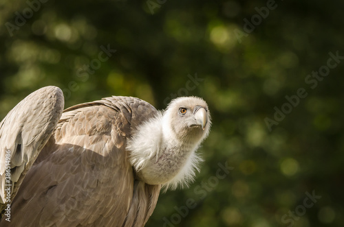 portrait of a vulture