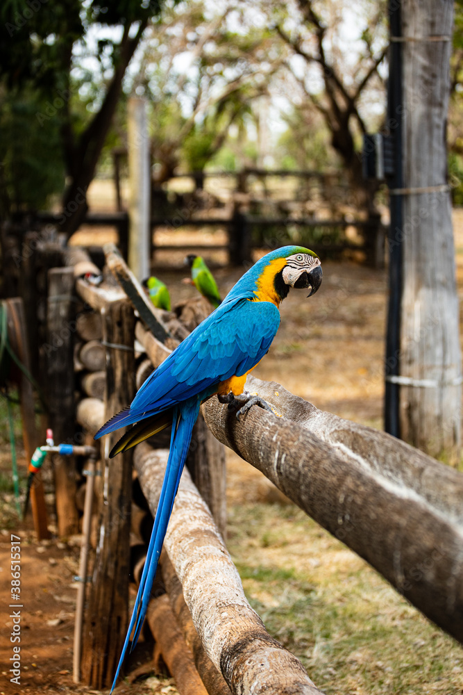 Obraz premium Arara-canindé