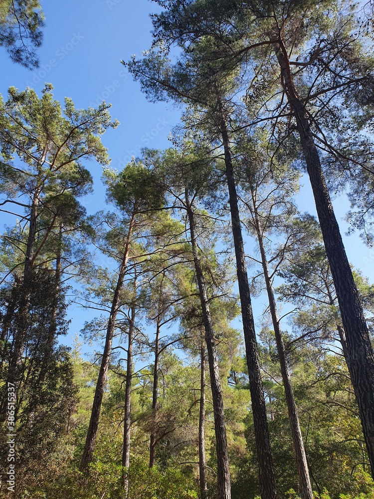 Obraz premium trees in the forest