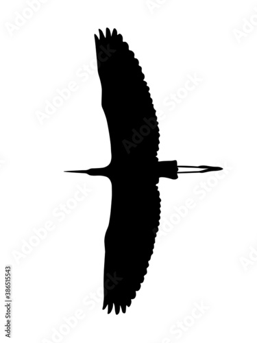 Wings, white heron, heron, large bird species, nature, ornithology