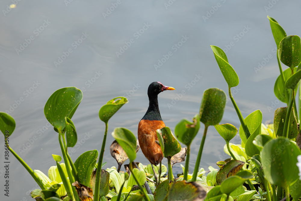 Obraz premium Jaçanã ou cafezinho