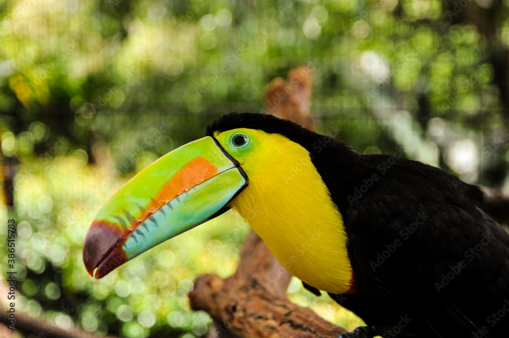 A colorful rainbow toucan sits on a branch in the rainforest of Costa Rica to pose for an animal portrait. A colorful rainbow toucan sits on a branch in the rainforest of Costa Rica to pose for an animal portrait.