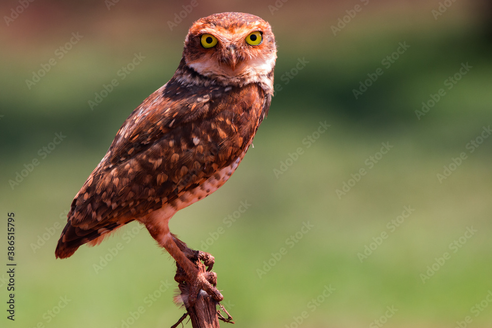 bird of prey bird of prey