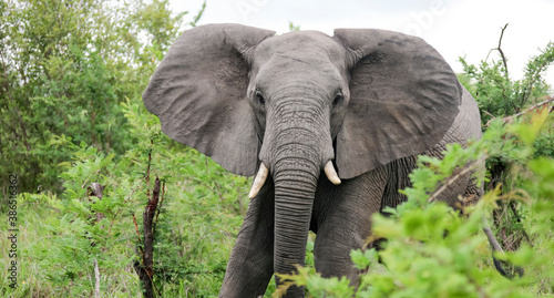 African elephant walks towards us with its ears open.