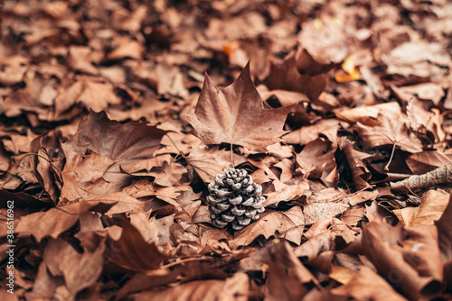 texture and background for autumn. autumn brown leaves that fell from the trees. blanket of autumn covering the ground